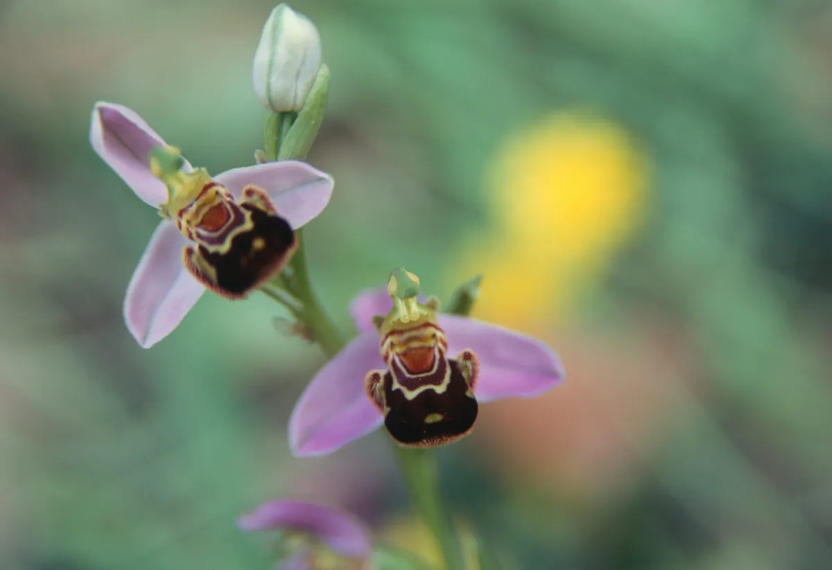 Bee orchid (Ophrys apifera)
