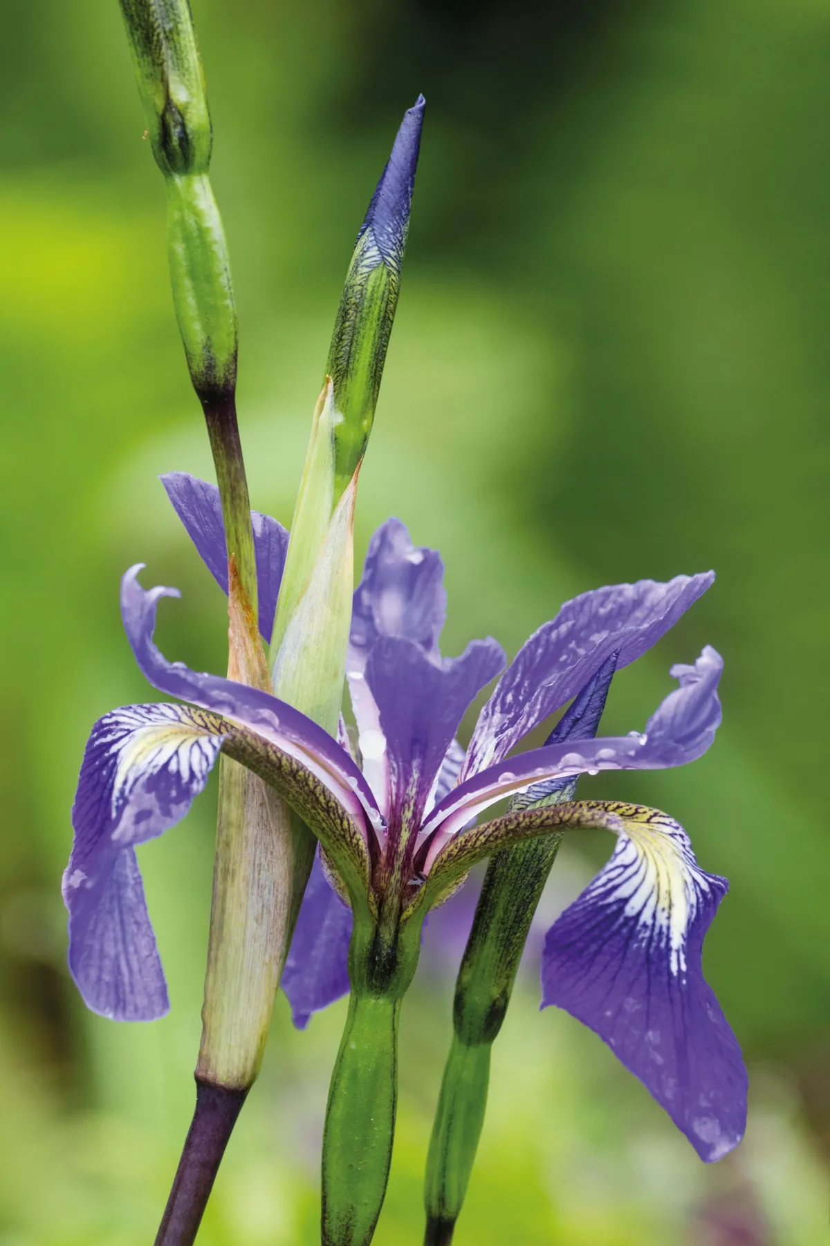Iris x robusta 'Dark Aura'