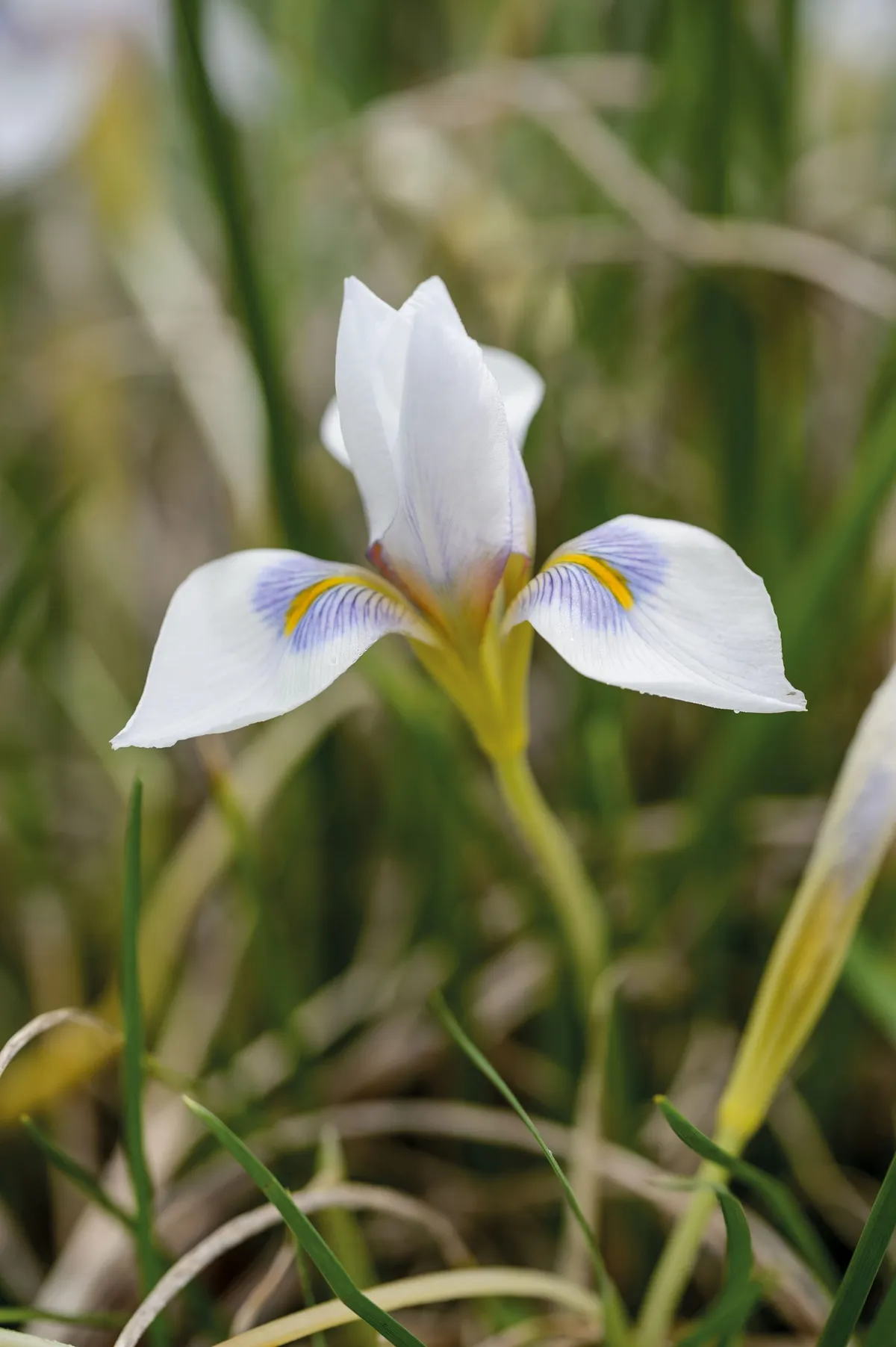 Iris unguicularis ‘Peloponnese Snow’