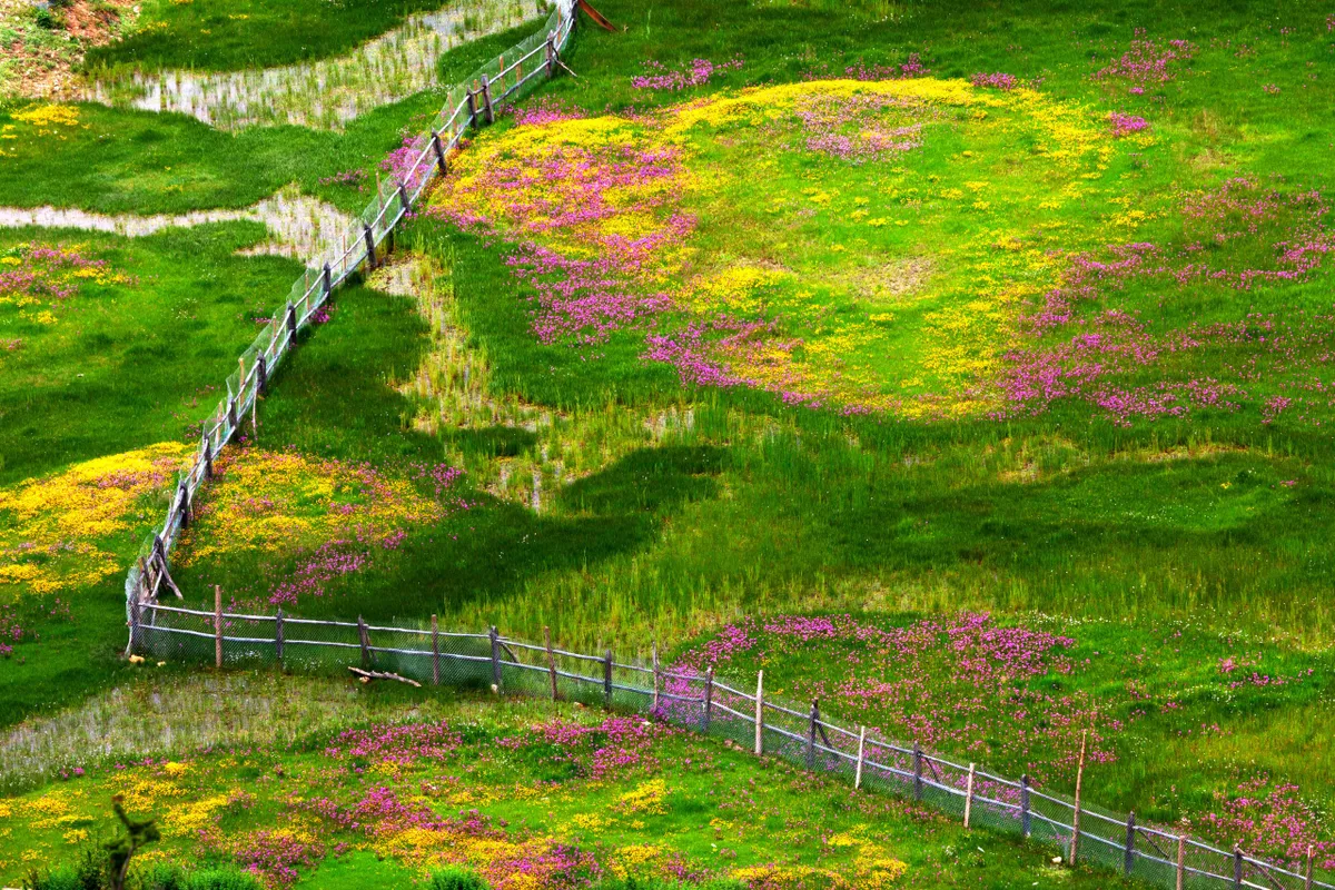 Zhigang Li winner of International Garden Photographer Wildflower Landscapes