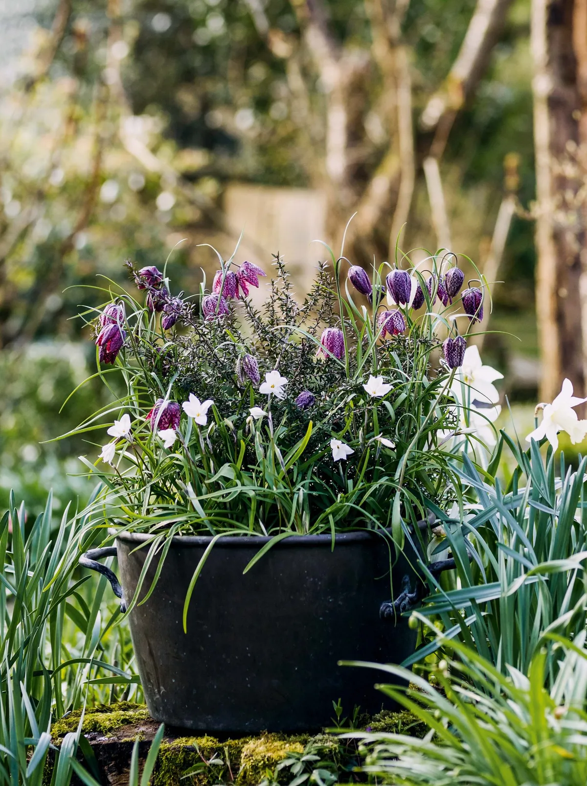 Plant container display with fritillaries
