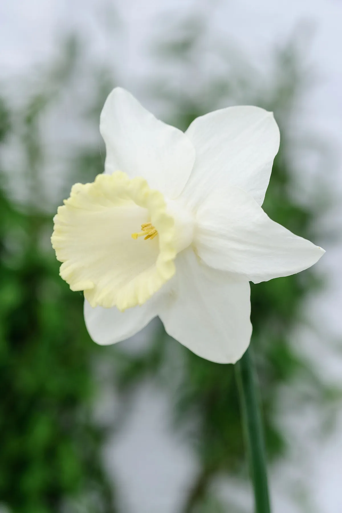 Narcissus 'Weardale Perfection'