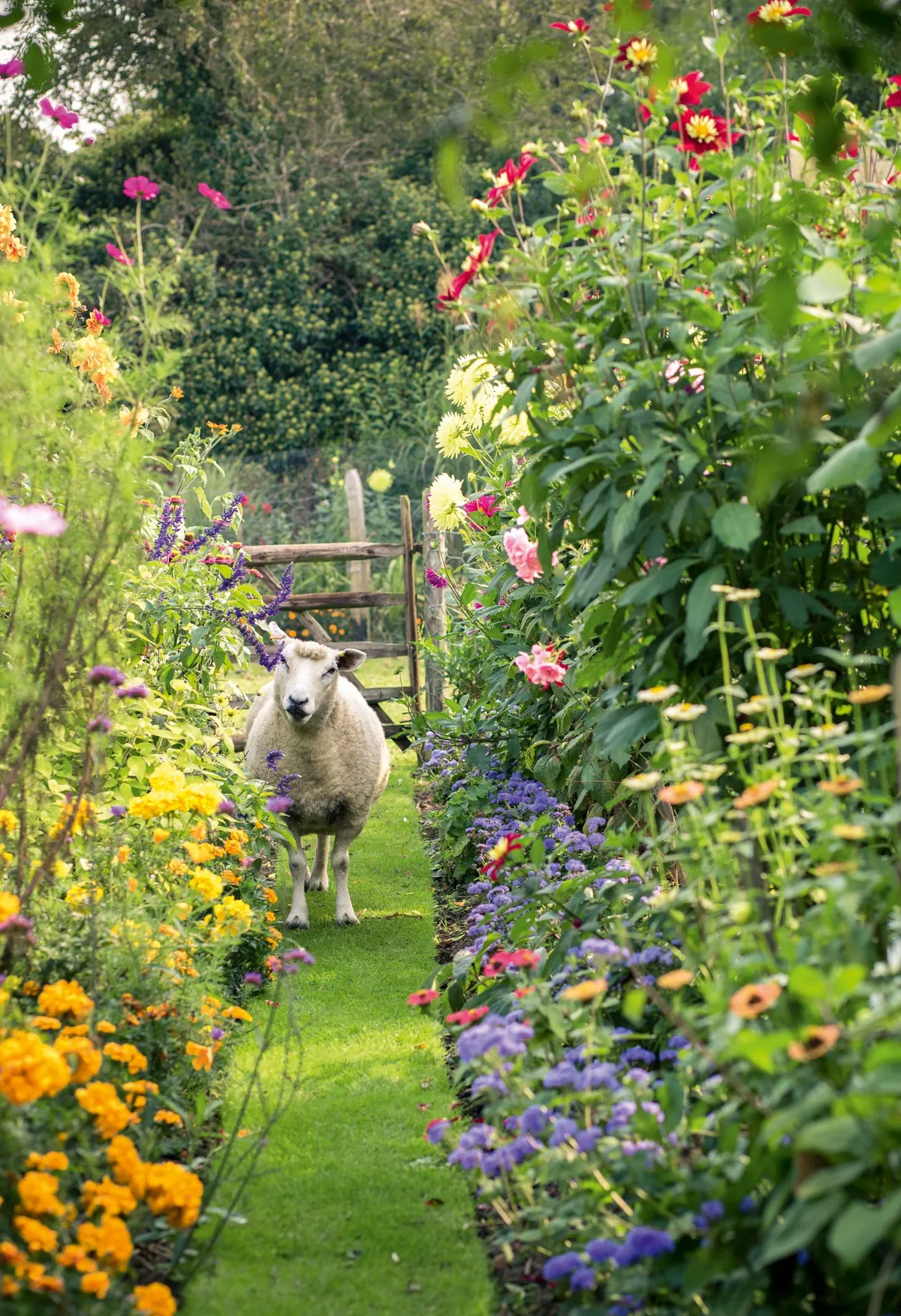 Deryck Body's sheep in his garden 