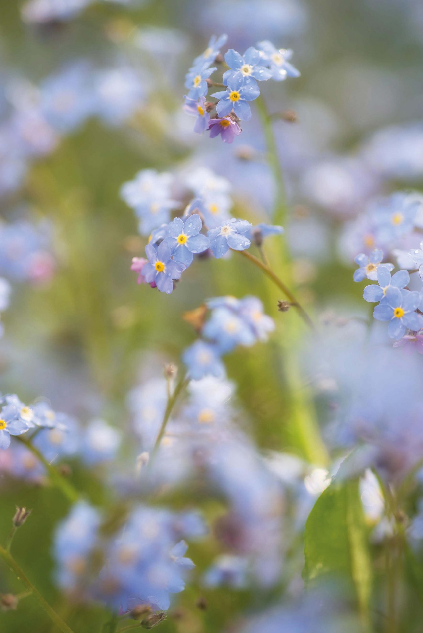 How to Grow Forget Me Not Flowers. Growing Perennial Forget-Me-Nots.