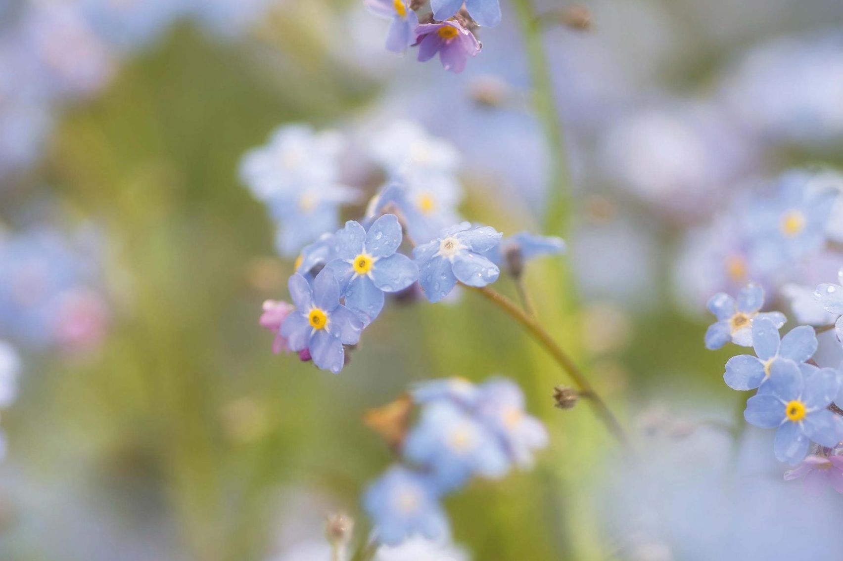 Forget Me Nots- Flowers - Featured Content - Lovingly