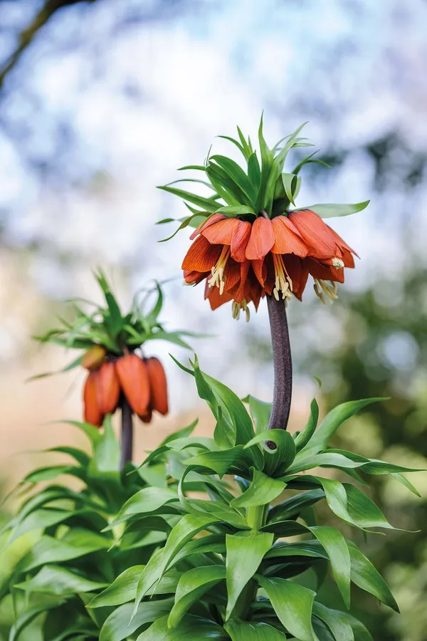 Ed Edge interview: The Newt gardener | Gardens Illustrated
