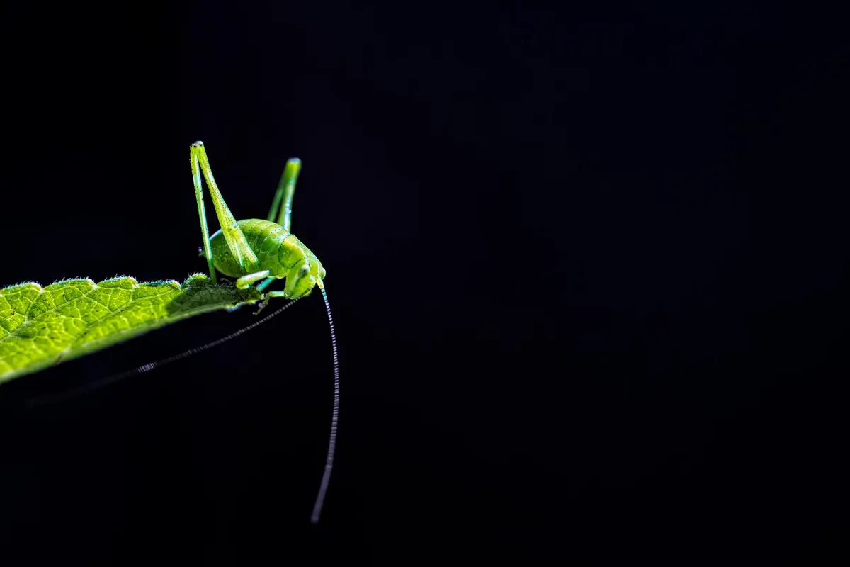RHS Photographic Competition 2020, Under 18s, 1st place and overall young winner, Glowing green, A tiny bush cricket (Tettigoniidae family) is captured perching on a leaf within the expanse of Garigal National Park in Sydney, Australia.