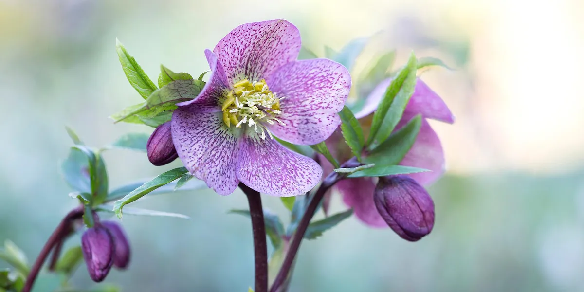 RHS Photographic Competition 2020, All about plants, First place, Helleborus
