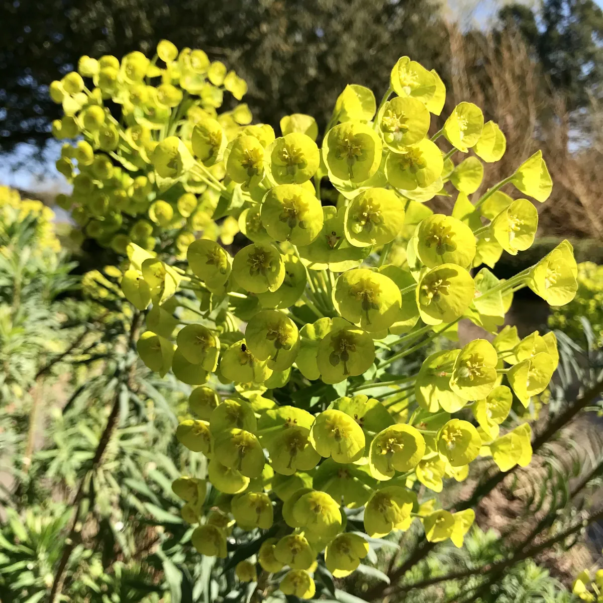 Euphorbia at West Dean Gardens 