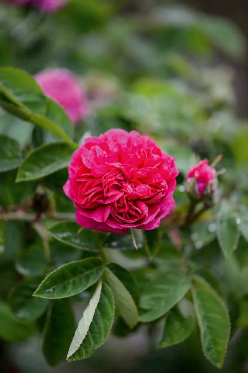Rosa Rose 'De Resht'