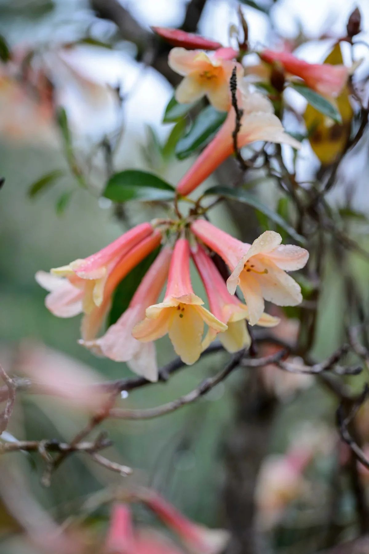 Rhododendron Muncaster Trumpet