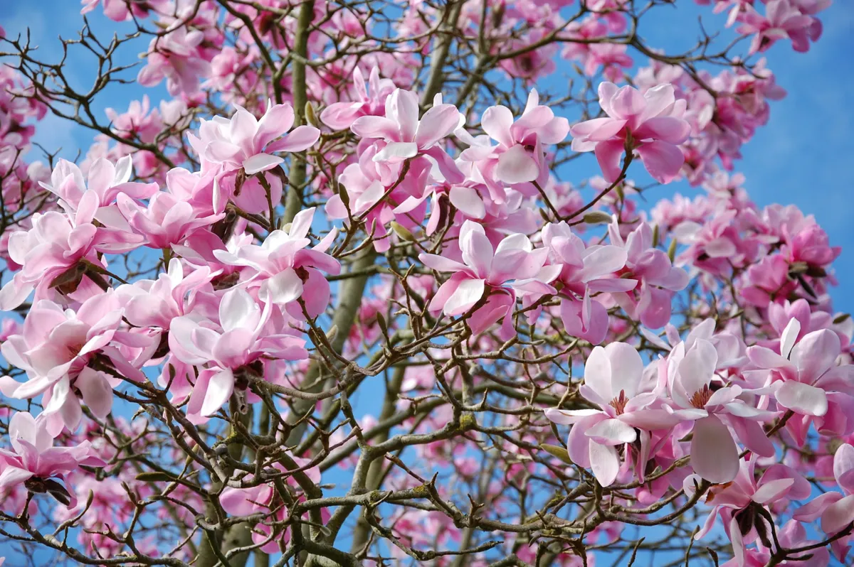 Magnolia Gardens at West Dean in March 