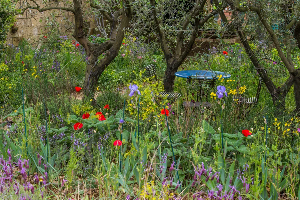 2015: A Perfumer's Garden in Grasse by L'Occitane at RHS Chelses Flower Show Designed by James Basson.