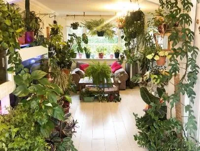 Indoor Plants my Chelsea Garden winner