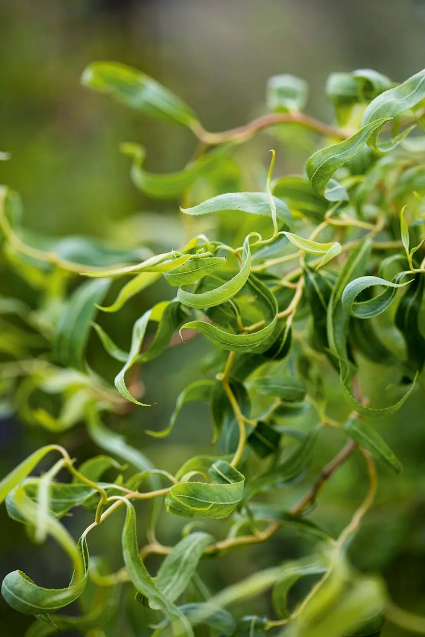 Salix x sepulcralis ‘Erythroflexuosa’