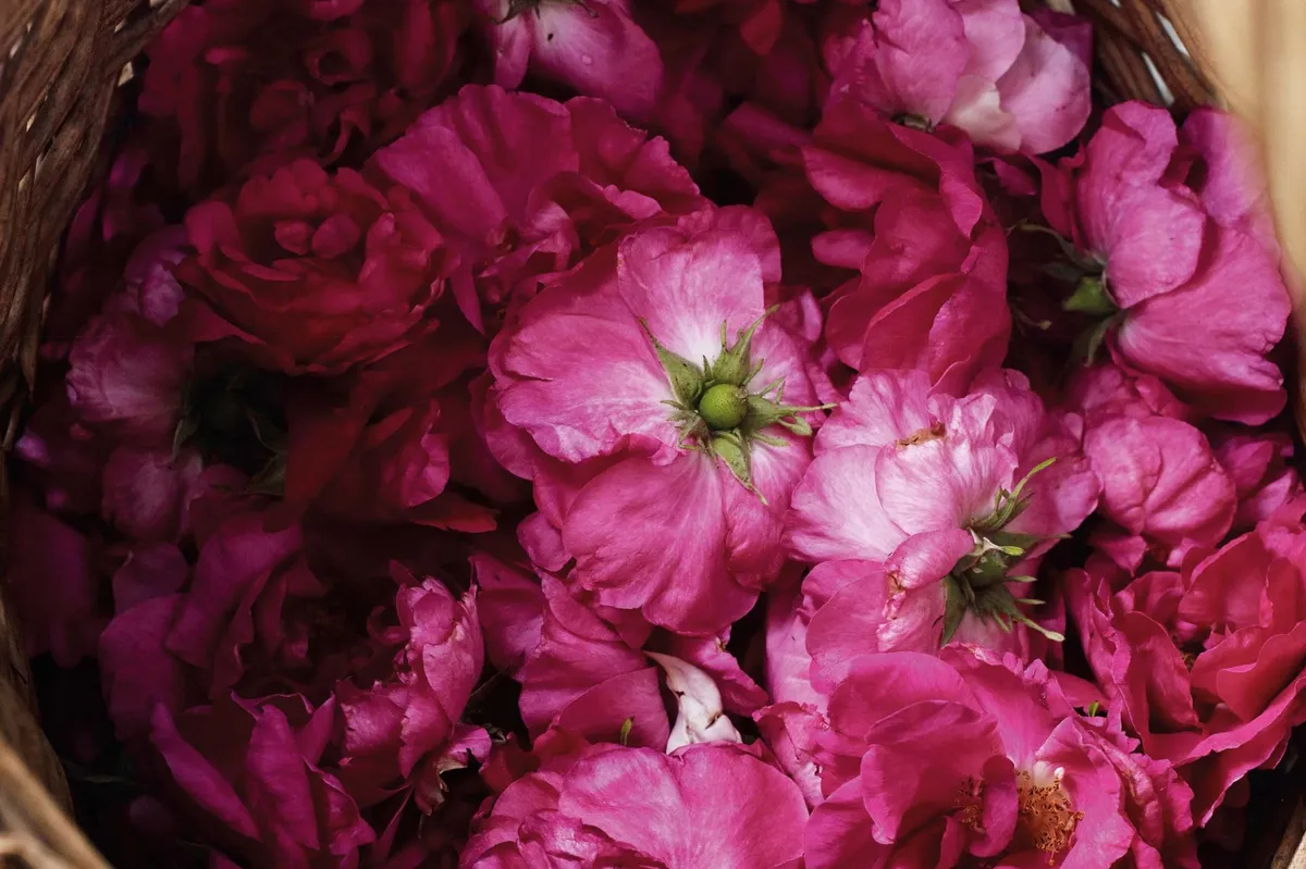 Roses are gathered early in the morning before the sun burns off the essential oils.