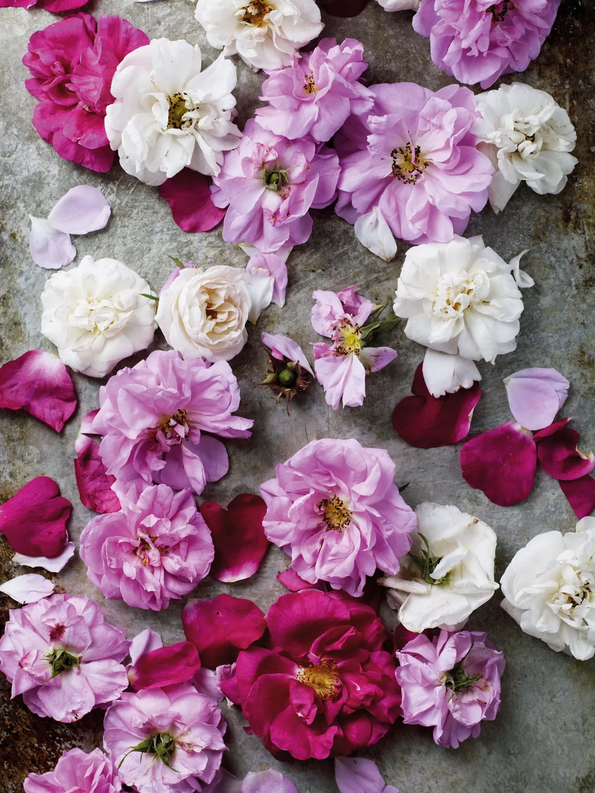 Rose petals collected for rose water
