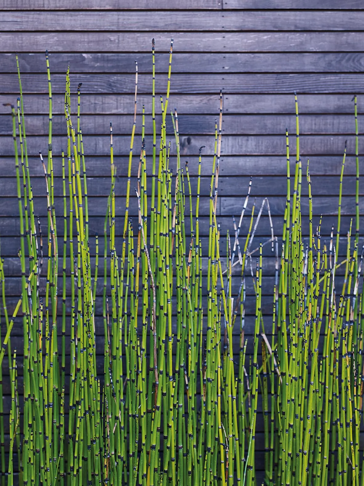 Equisetum hyemale contrasts spectacularly with the horizontal boards on the wall
