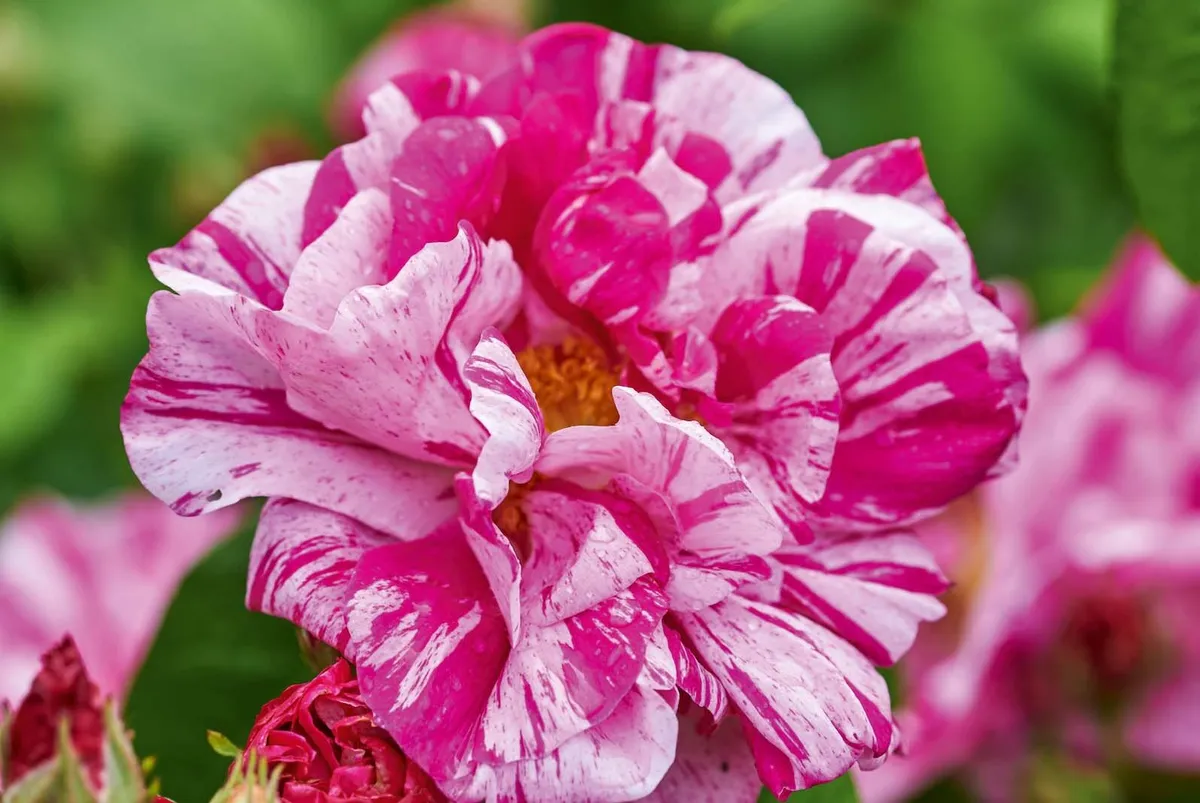 Rosa gallica ‘Versicolor’ (rosa mundi)