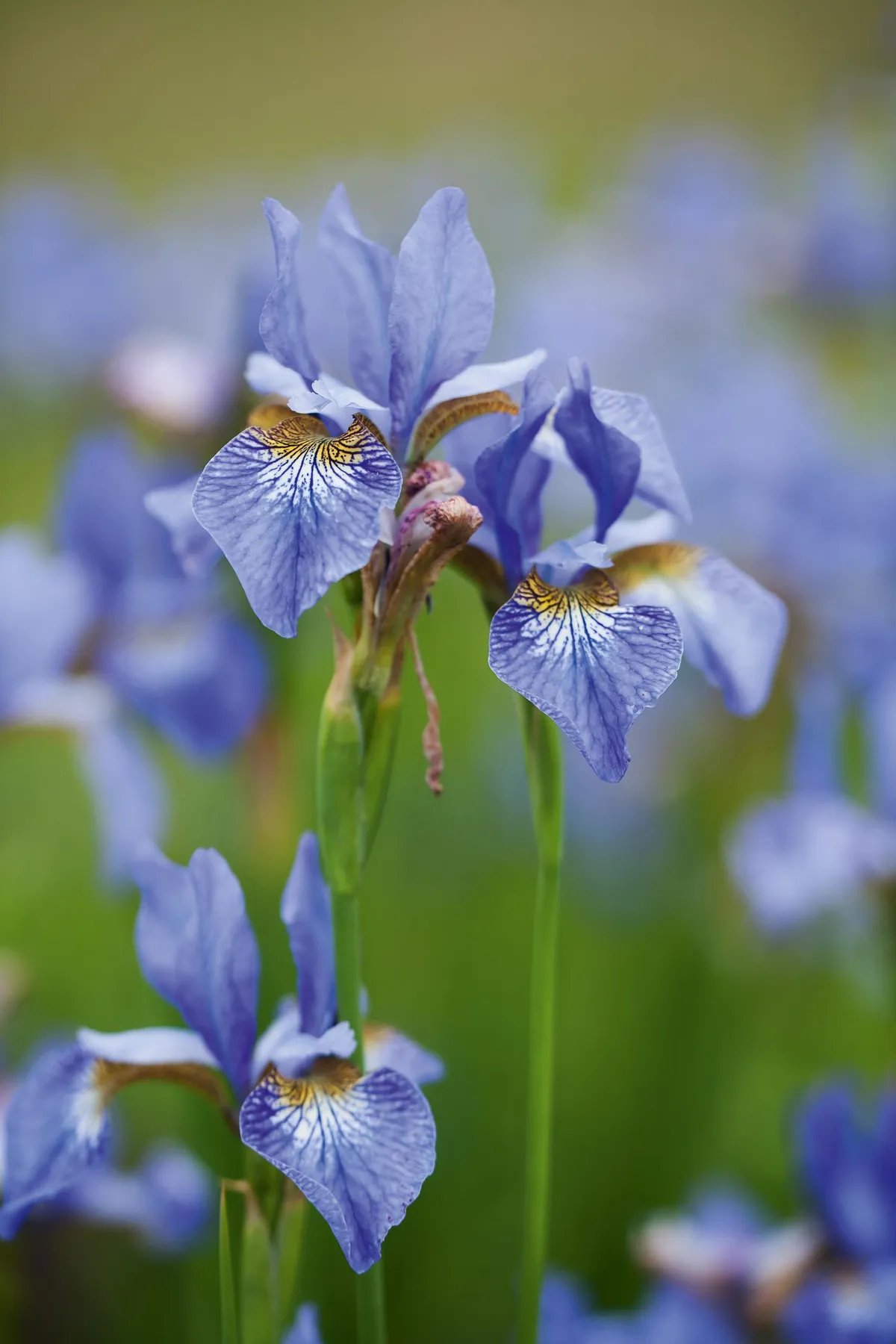 Iris siberica 'Papillon'