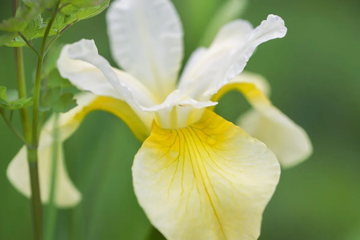 Iris siberica 'Butter and Sugar'