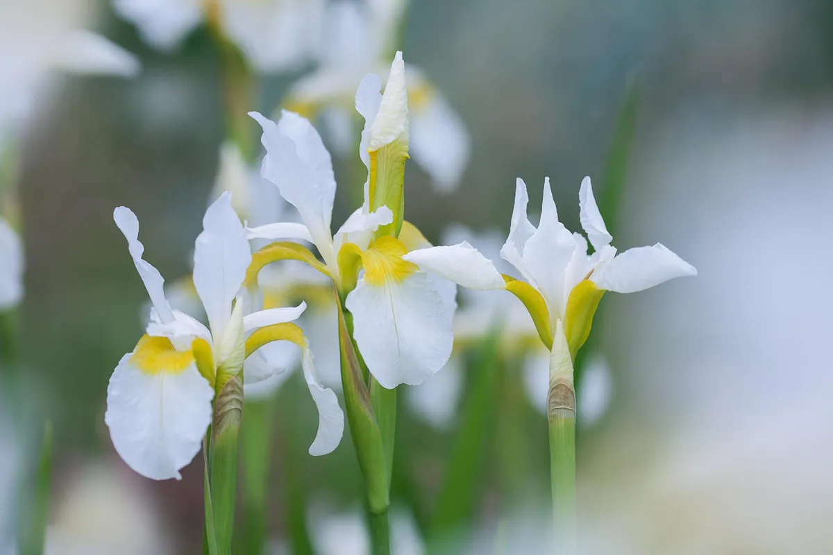 Iris siberica 'Snowcrest'