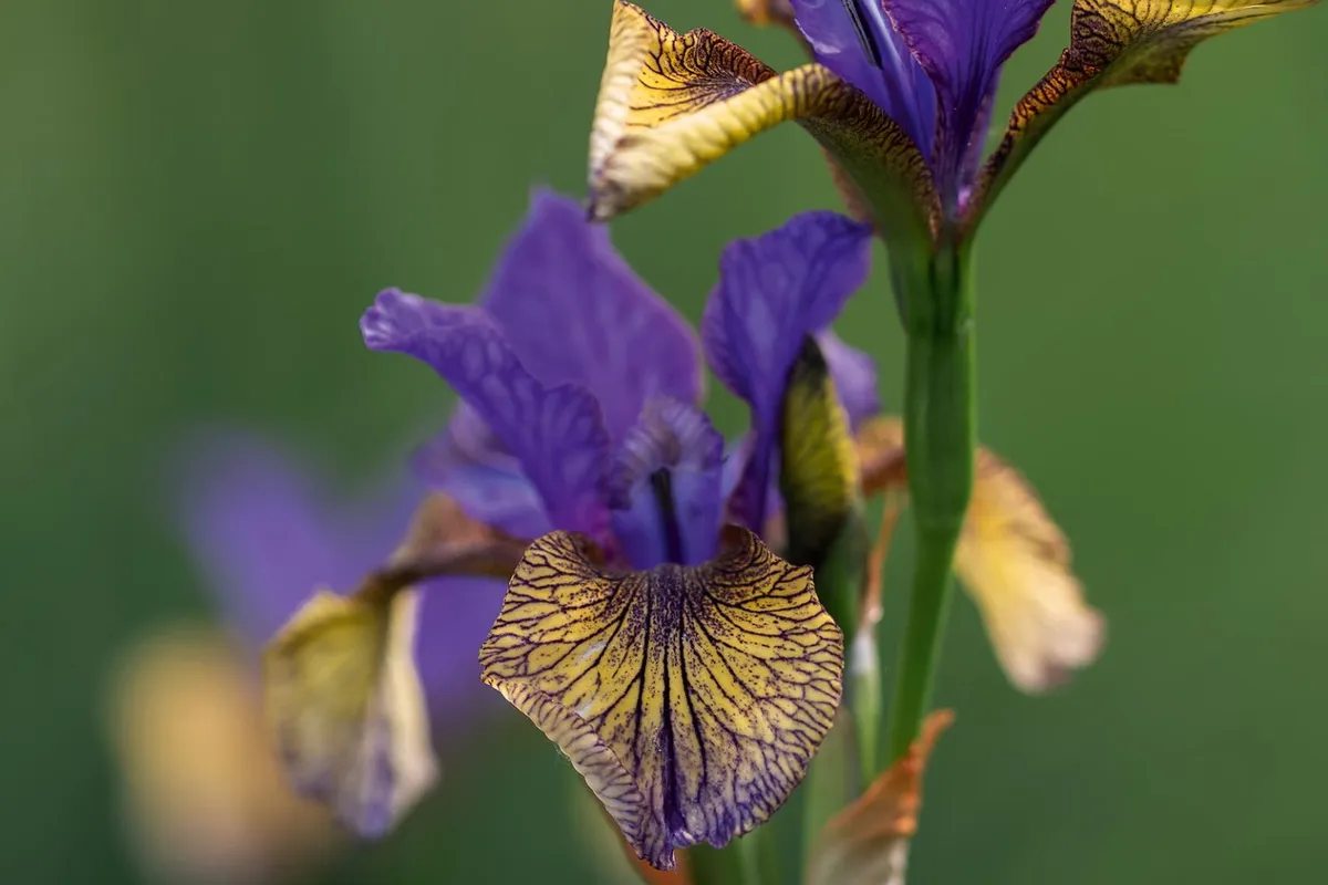 Iris siberica 'So Van Gogh'