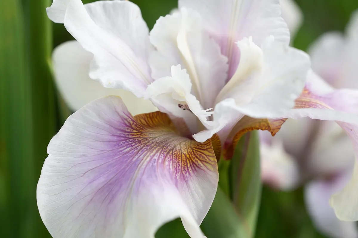 Iris siberica 'Fond Kiss'