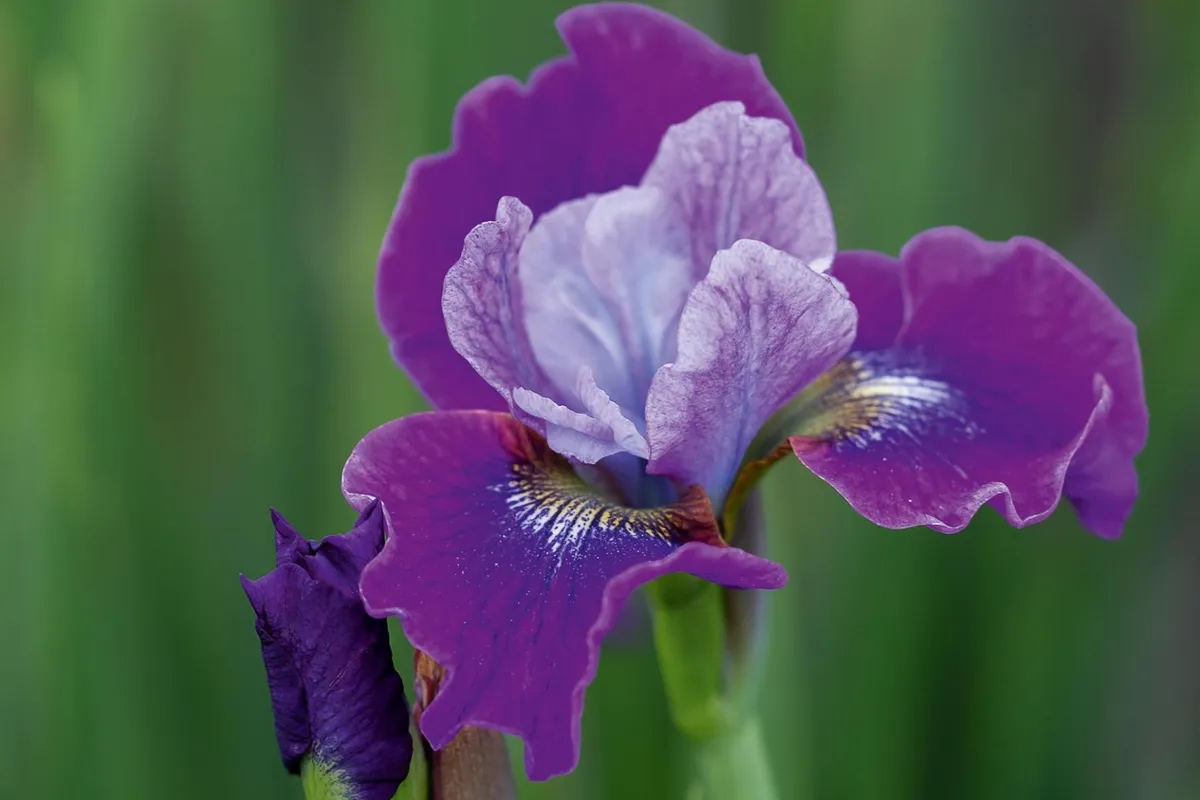 Iris siberica 'Stephen Wilcox'