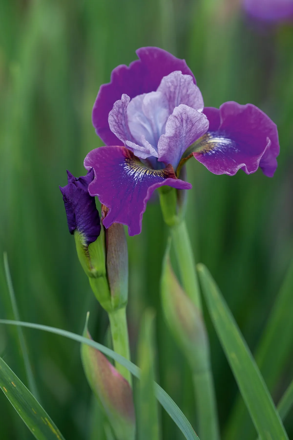 Iris siberica 'Stephen Wilcox'