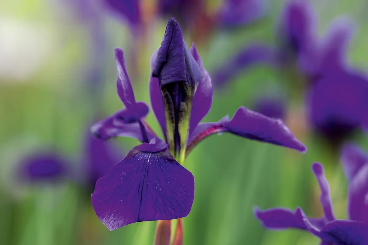 Iris siberica 'Pansy Purple'