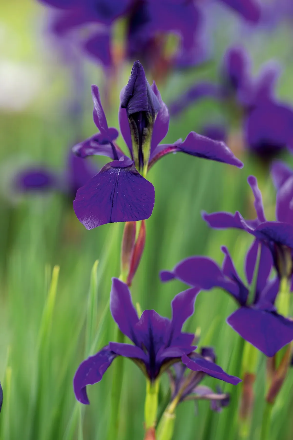 Iris siberica 'Pansy Purple'