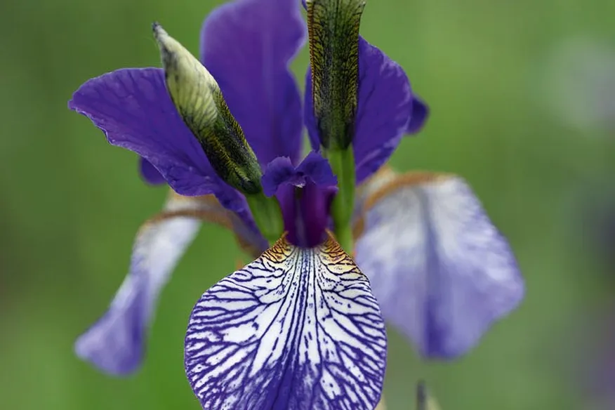 Iris siberica' Shrawley'