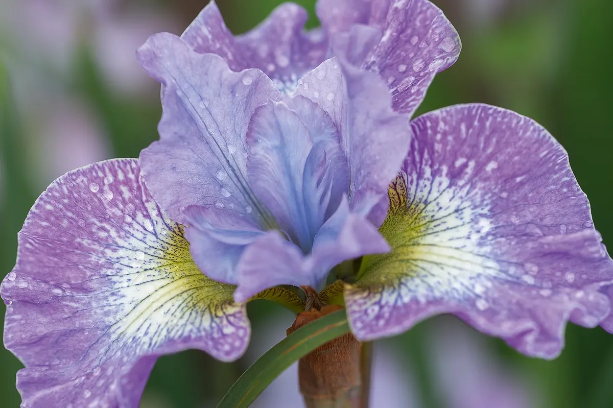 Iris siberica 'Lavender Fair'