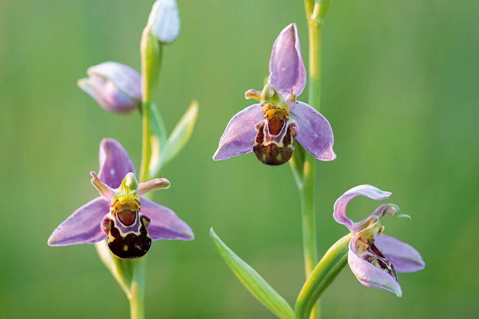 Ophrys apifera (Bee Orchid)
