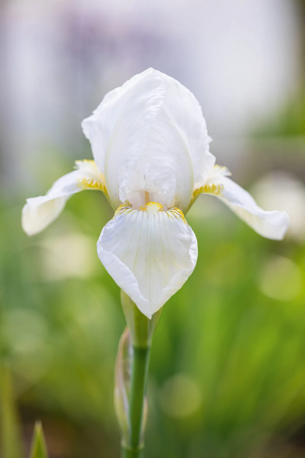 Iris ‘Kashmir White'