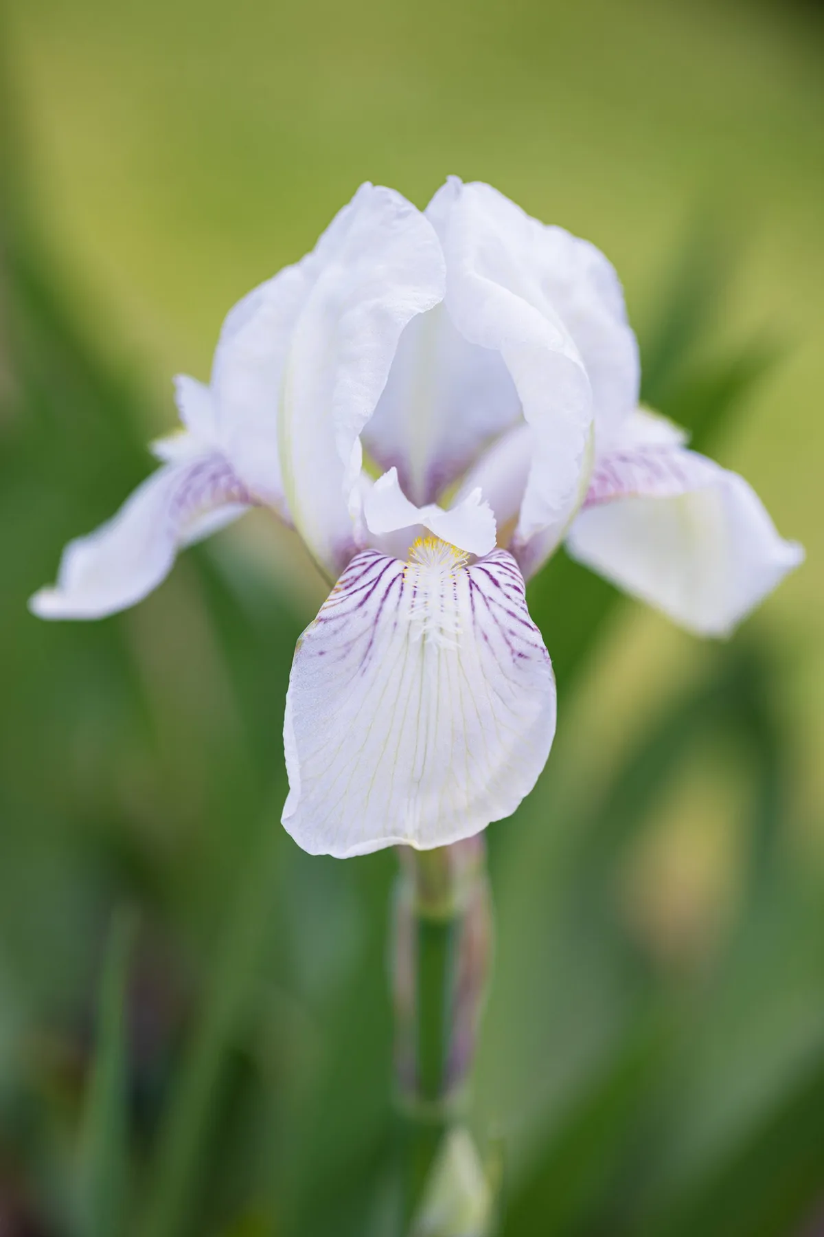 Iris ‘Mrs Horace Darwin'