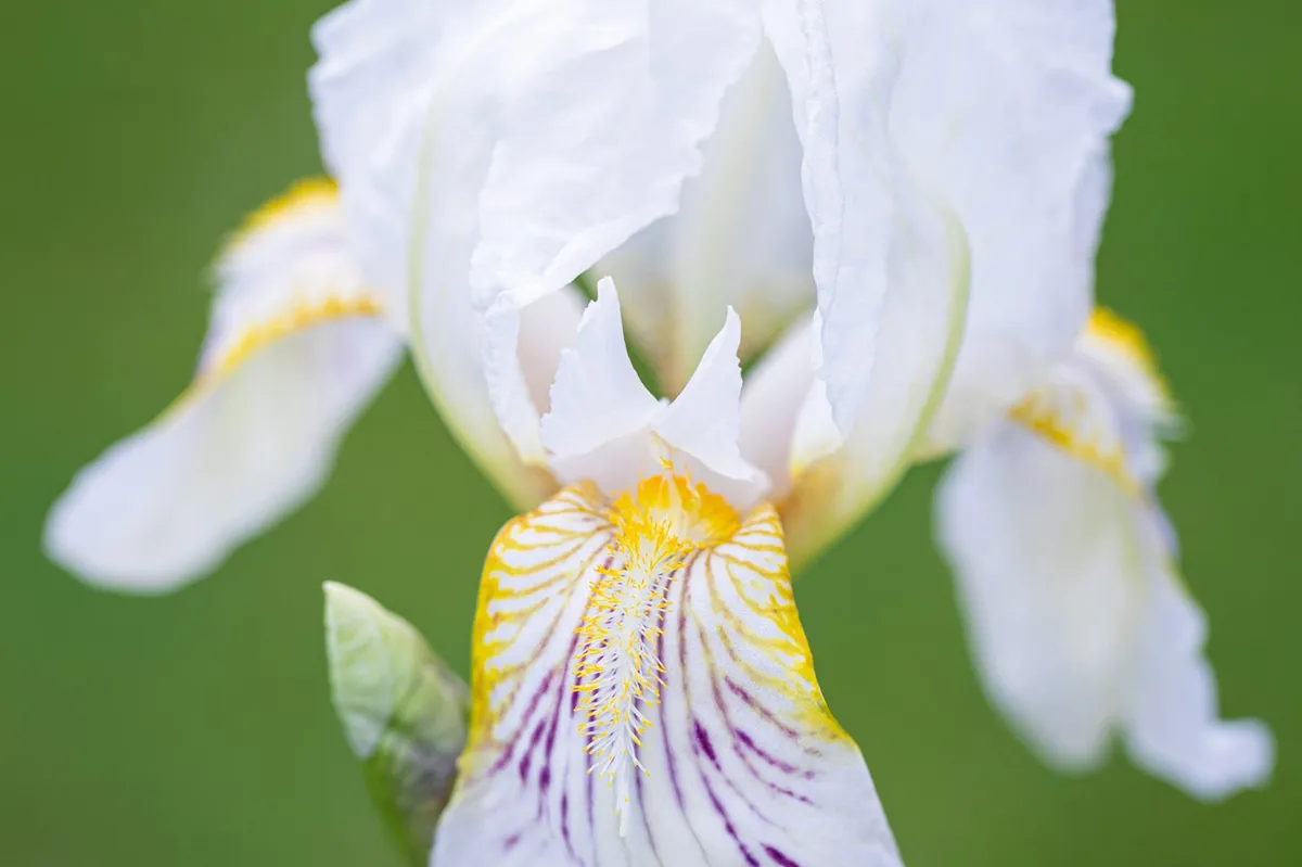Iris ‘Mrs George Darwin'