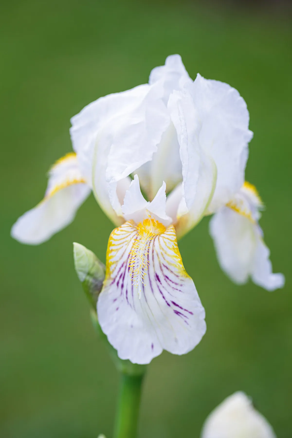 Iris ‘Mrs George Darwin'