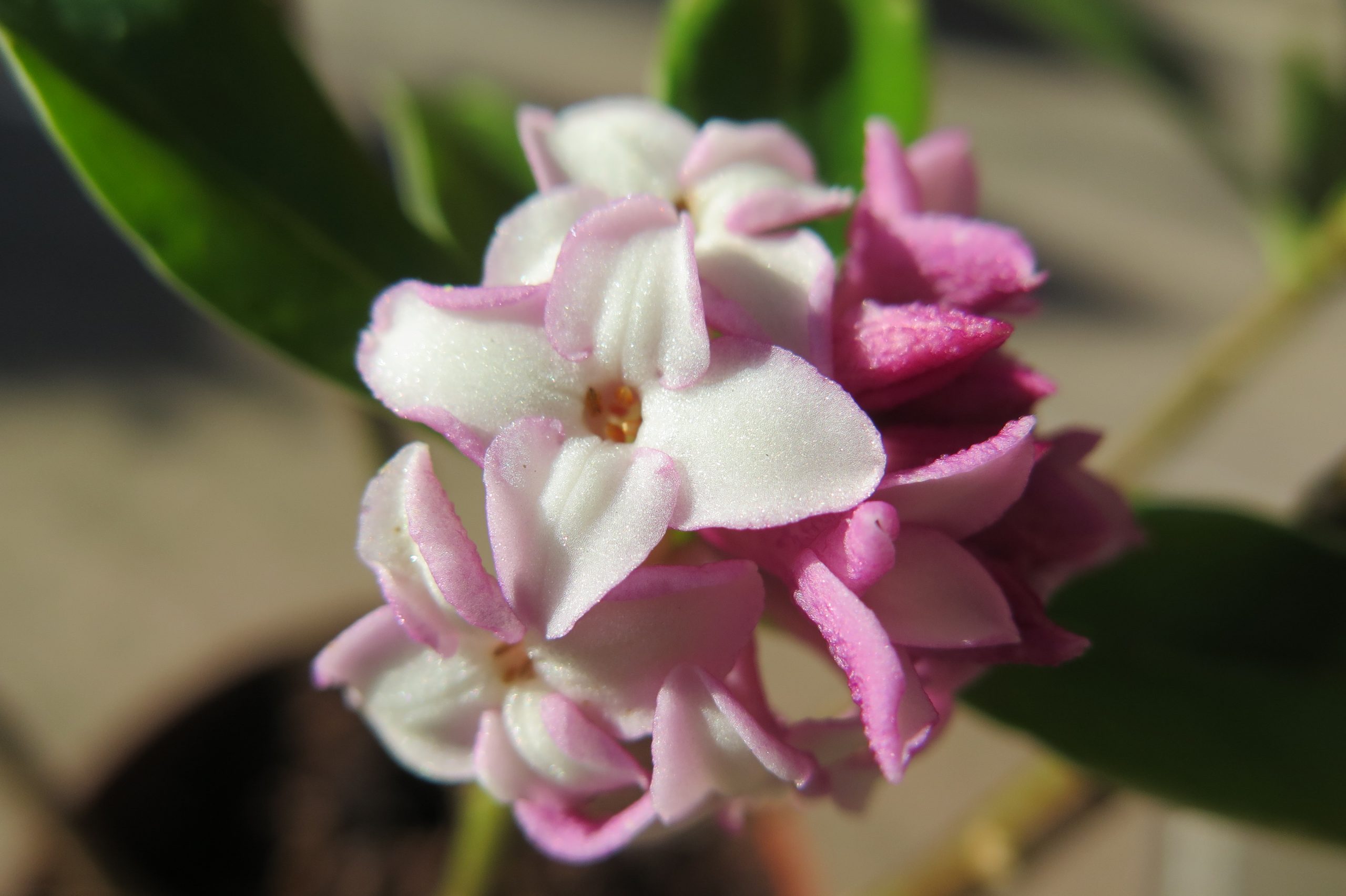 Daphne odora ‘Aureomarginata’. Daphne odora ‘Aureomarginata’.