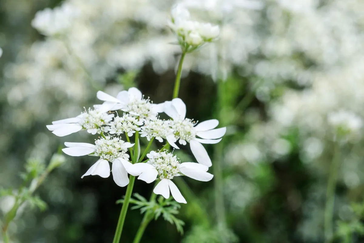 Orlaya grandiflora (White lace flower)