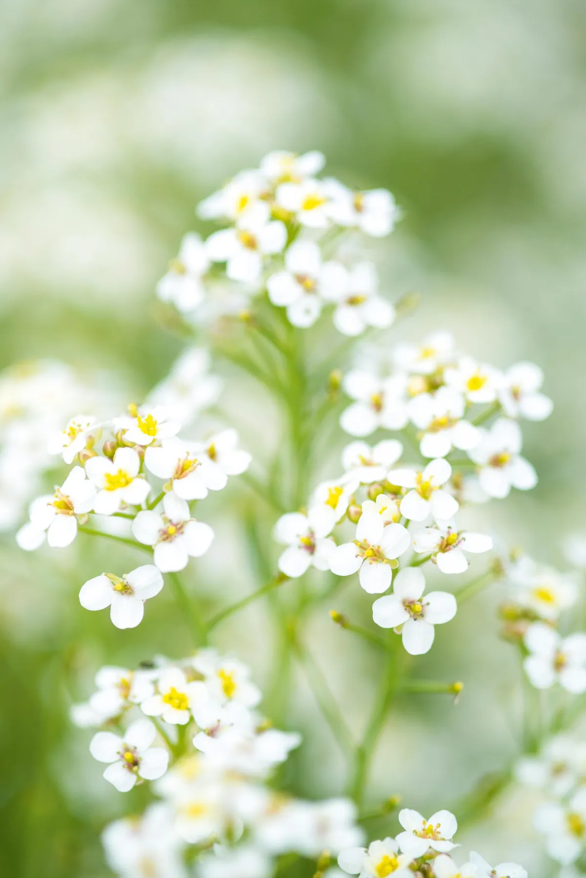 Baby's Breath: Tiny White Flowers That Steal The Show - Farmers' Almanac -  Plan Your Day. Grow Your Life.