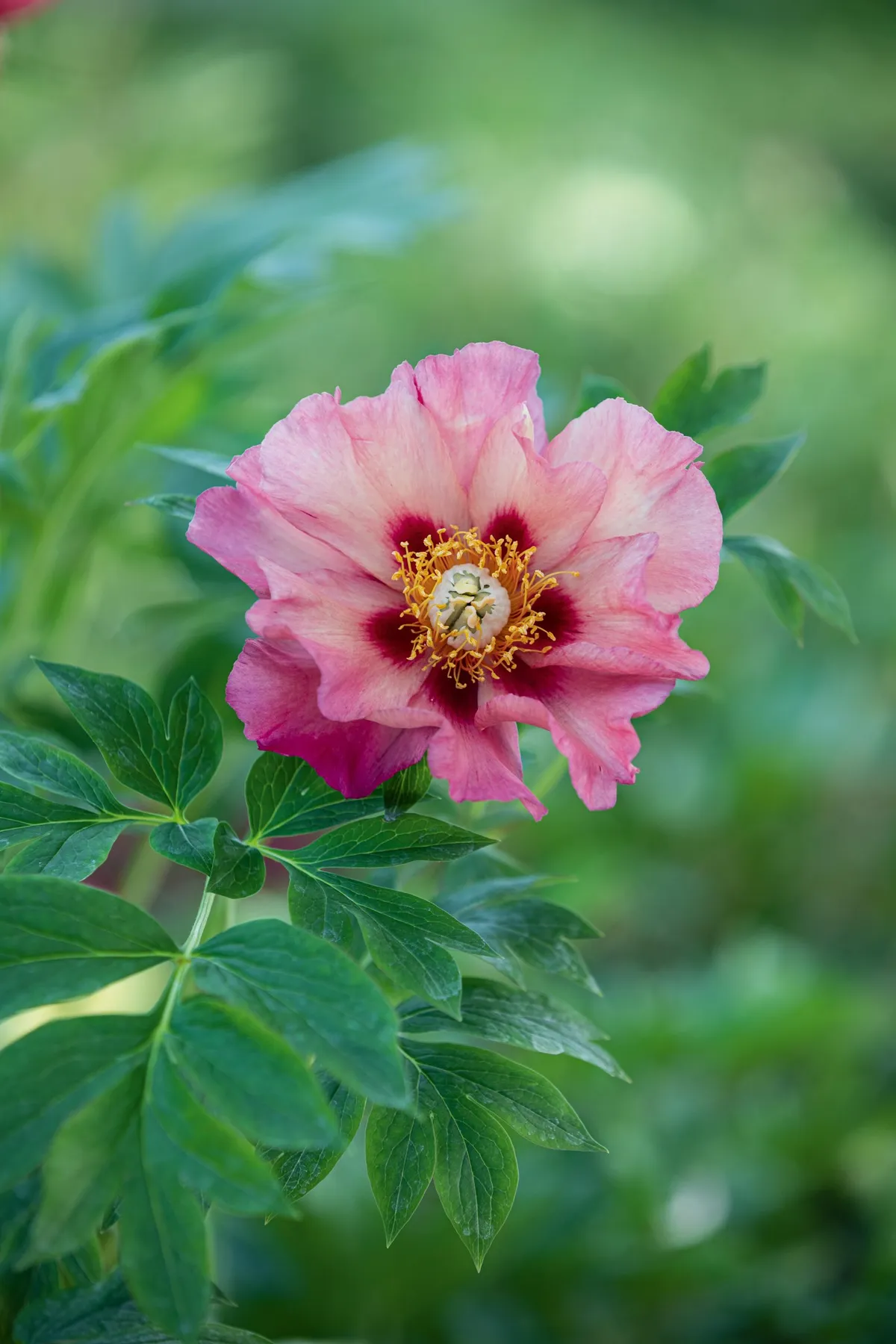 Paeonia 'Old Rose Dandy'