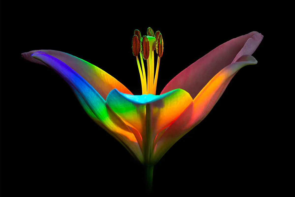 Ecaterina Leonte's 'Rainbow Lily', finalist
