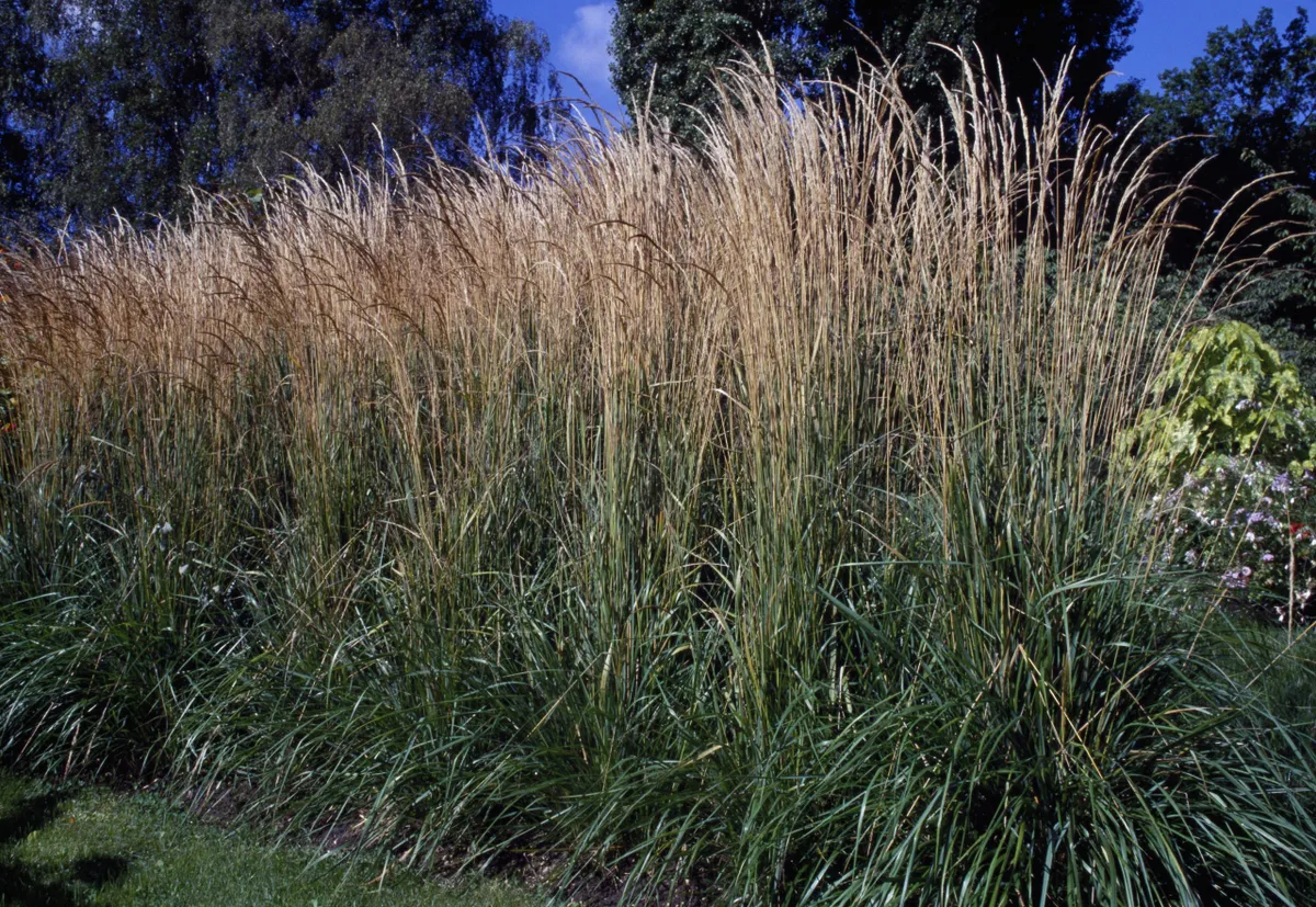 Ornamental grass Helictotrichon sempervirens