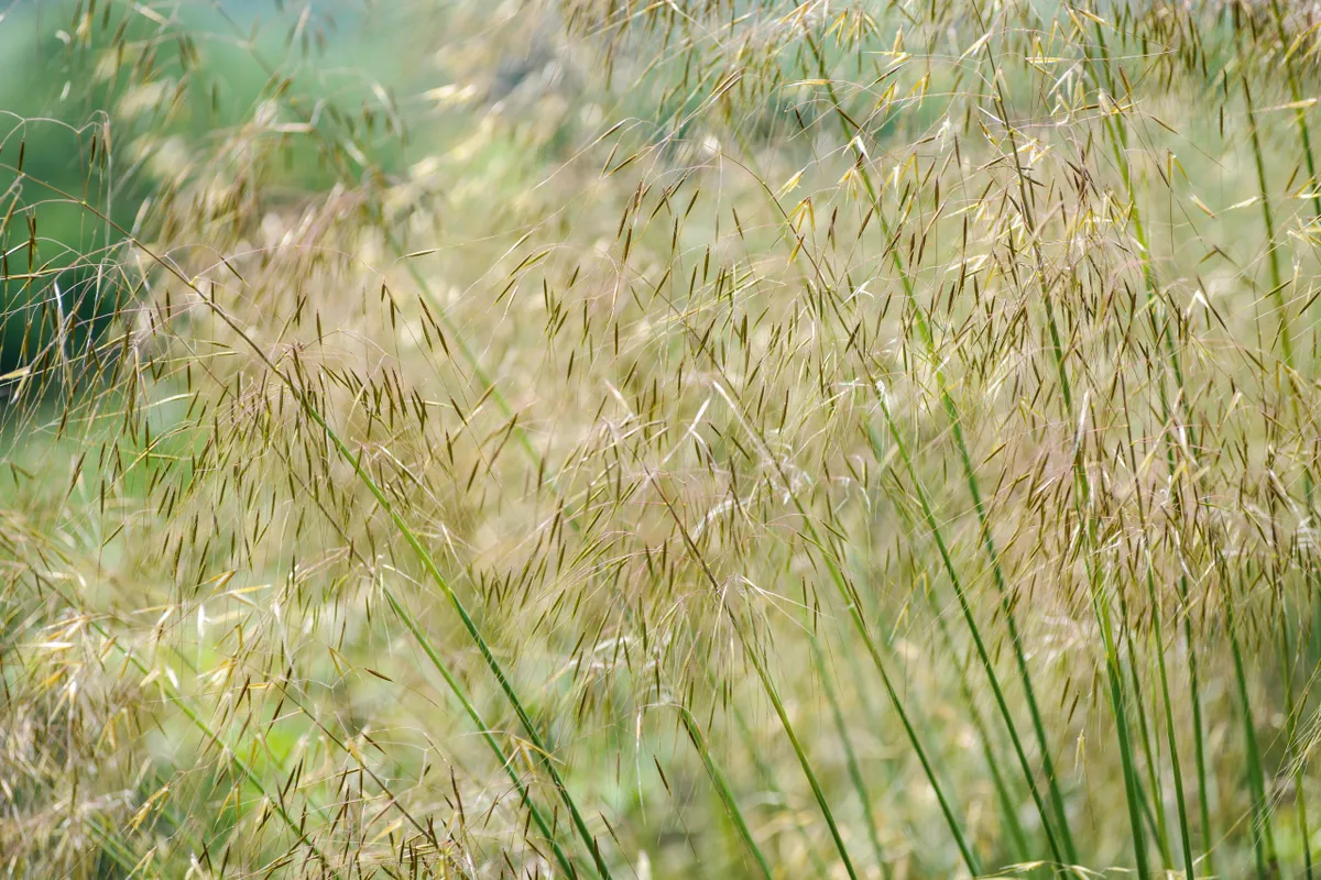 Ornamental grasses: Stipa gigantea