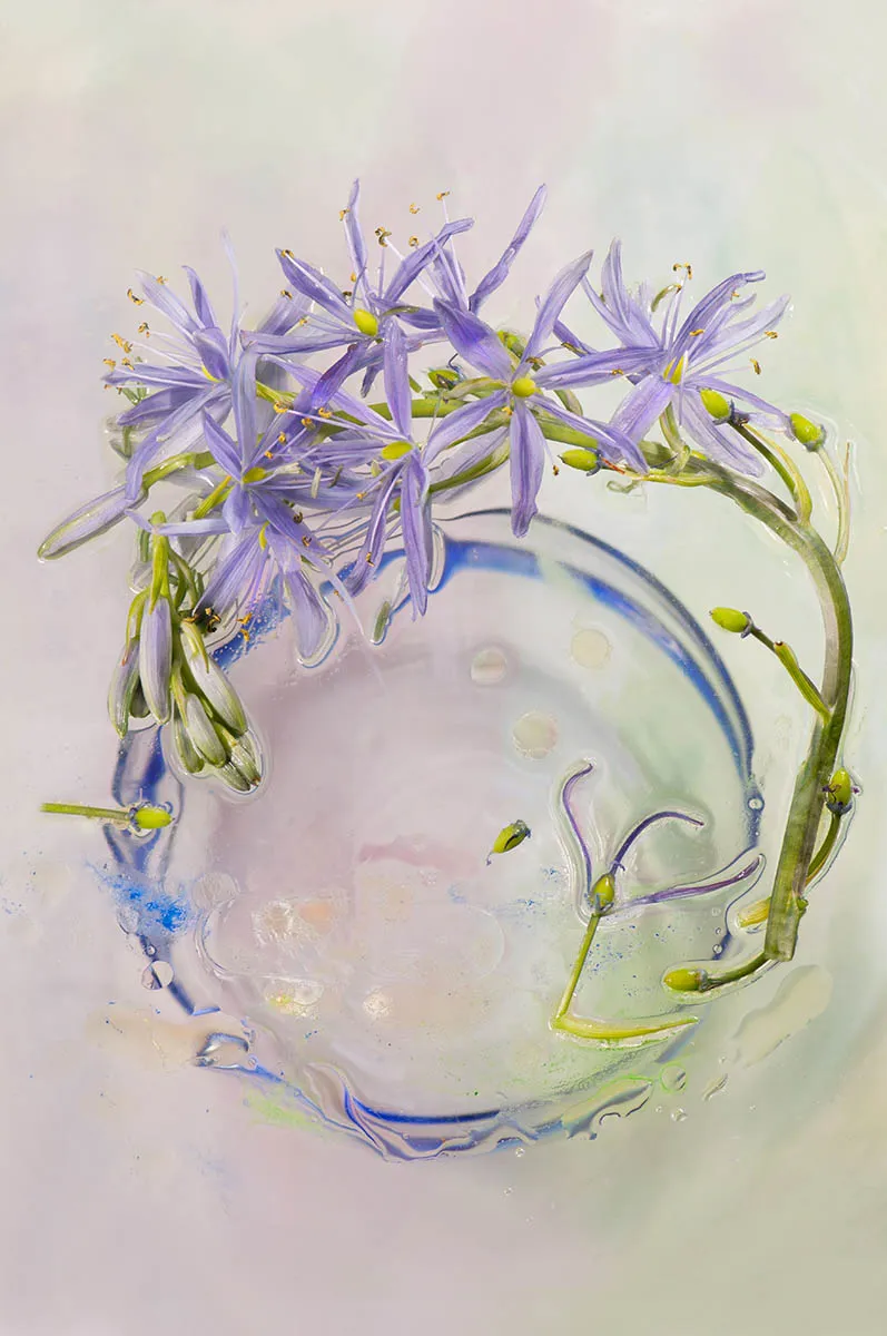 Marie Phelan, 'Camassia after the Rain', commended