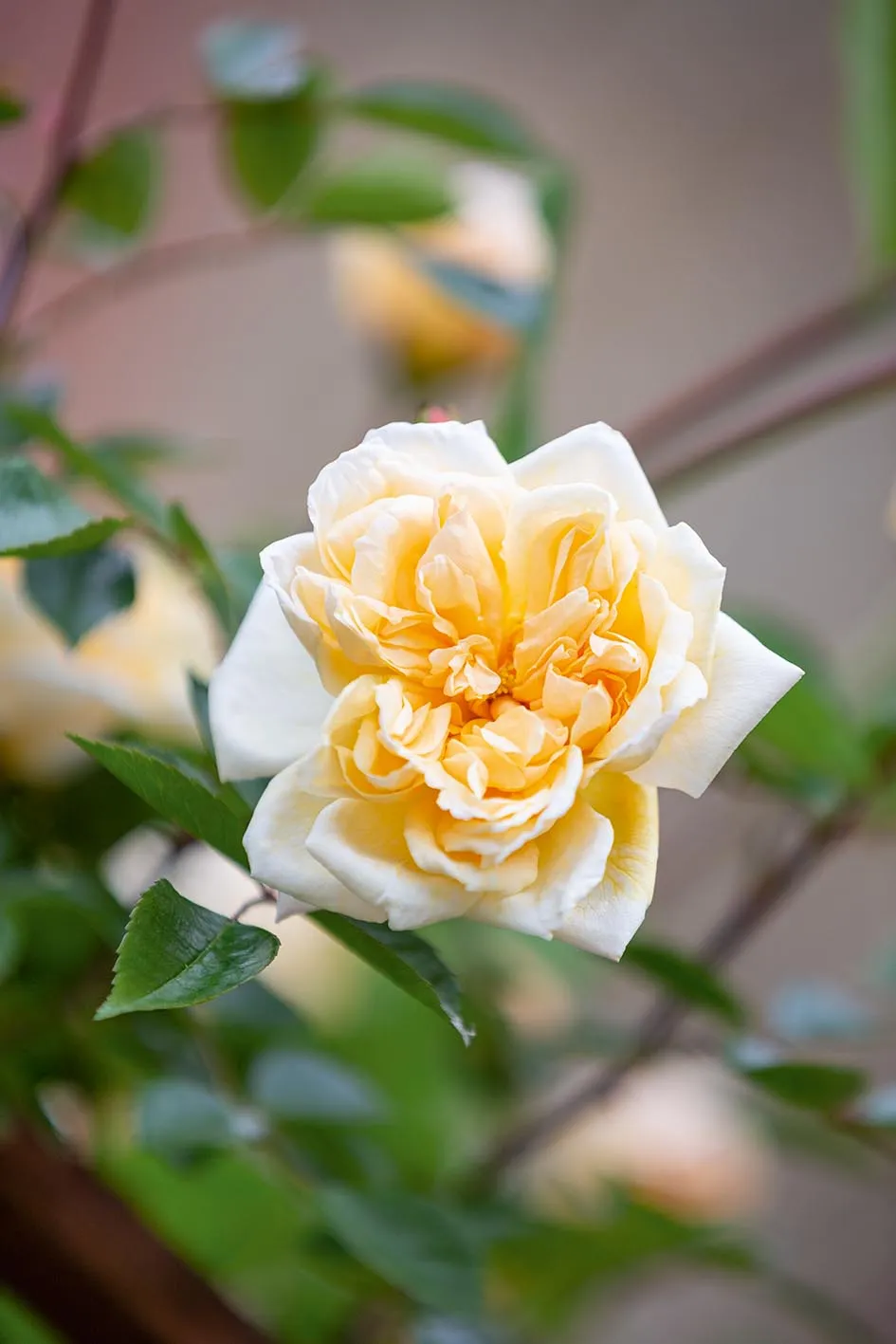 Rosa ‘Gardenia’