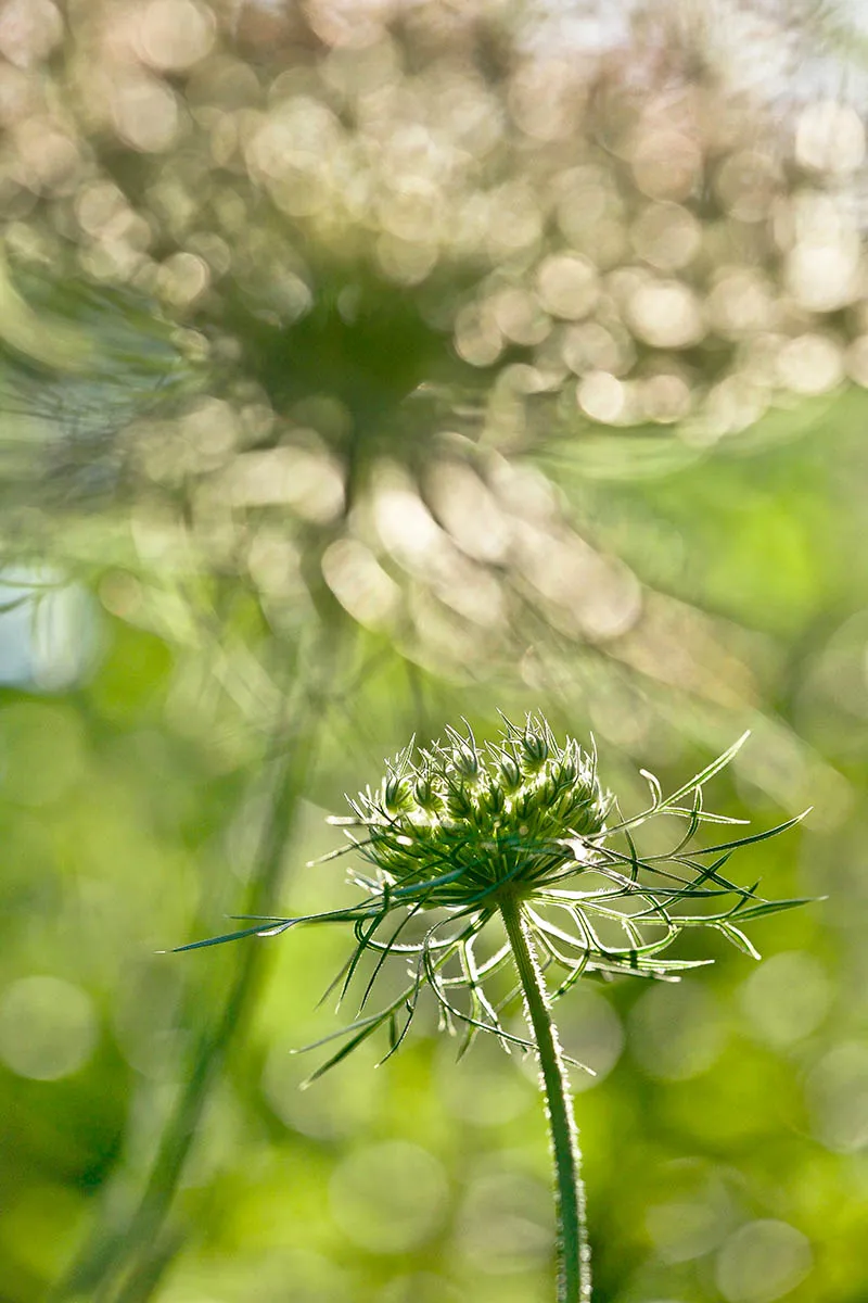 Rachele Z. Cecchini 'Wild Carrot Flowers in the Late Afternoon', commended