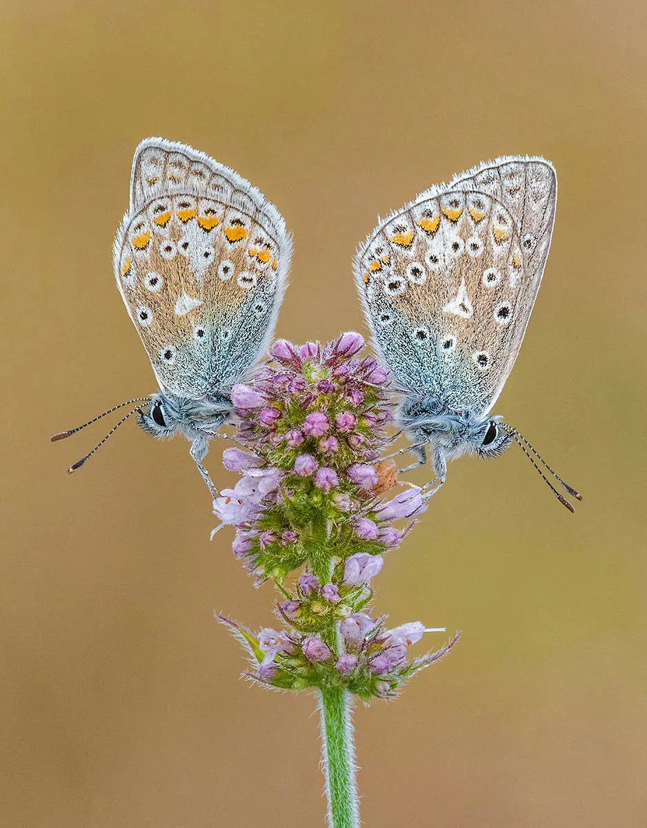 Tony North, 'Common Blues on Apple Mint', highly commended 